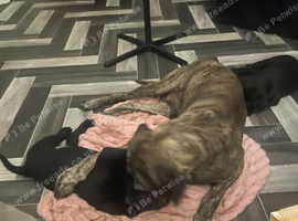 Beautiful female puppies