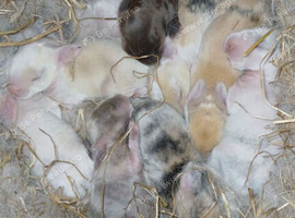 Baby mini lop babies