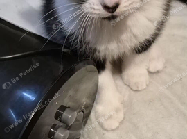 Beautiful kittens ready now