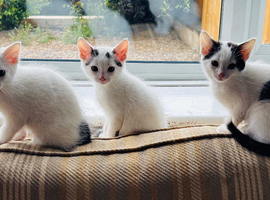 Black and white kittens
