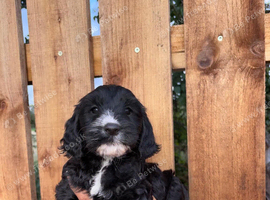 Cockapoo puppies looking for loving home