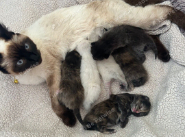 Siamese x Maincoon ragdoll kittens.