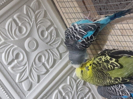 Pair budgies