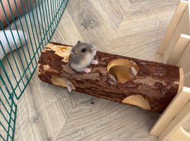 Dwarf hamster