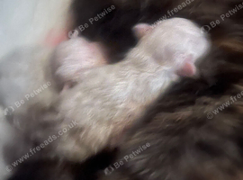 Kittens for sale