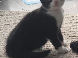 Kittens for sale