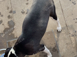 Staffy cross