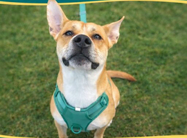 Playful Staffy Cross