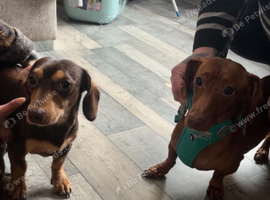 Pocket-sized miniature dachshund puppies