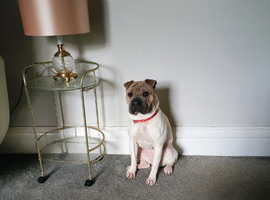1 year old female french bulldog/ sharpei