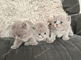 Gorgeous British shorthair kittens