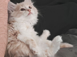 Maincoon x