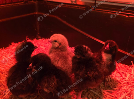 Day old chicks