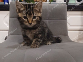 Kittens half Bengal half domestic mum and dad last picture
