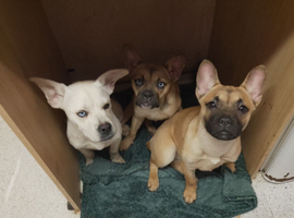 10 month old female husky cross french bulldog