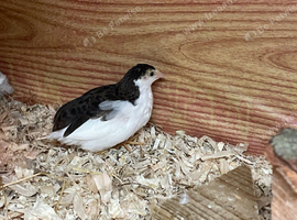 Chinese painted button quail Free to collect