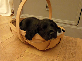 Cocker spaniel 9weeks