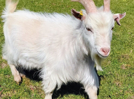 Pygmy billy goat for sale