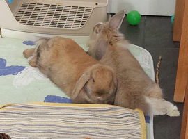 Male lionhead and female lop.