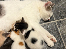 2 kittens 8 weeks old