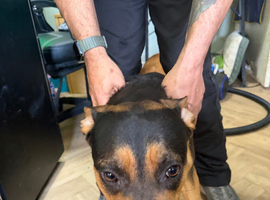 2 beautiful dogs for rehome
