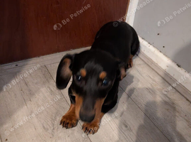 Mini dachshund