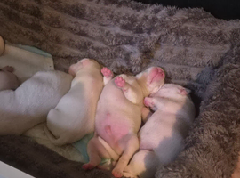 American bulldog puppies for sale