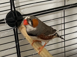 Male Zebra Finch