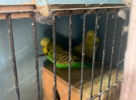 Pair of budgies