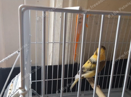 Canaries