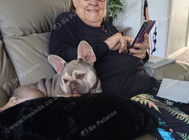 2 year old French bulldog for sale