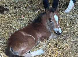 Mare & foal
