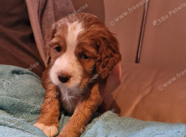 Cocker Spaniel Puppies