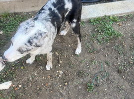 Blue Merle male border collie 5 months old.