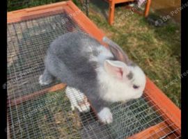 mini lop x