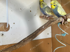 Female budgies