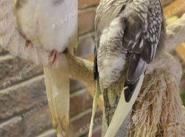 Young Cockatiels