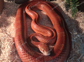 Beautiful corn snake