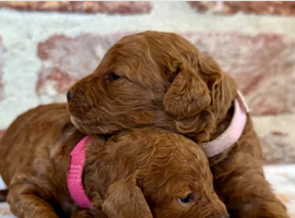 F1b Cavapoos