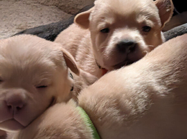 7 gorgeous lab pups ready in July