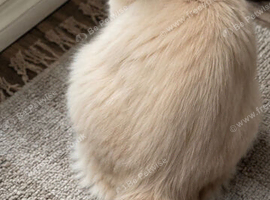 Active Ragdoll Queen Looking for a New Home