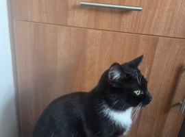 Female kitten