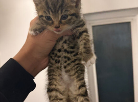 Cute little bengal for sale