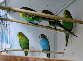 Gold breast, BW budgie