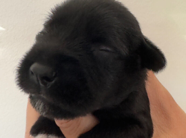 Kc registered Miniature Schnauzer pups BOYS