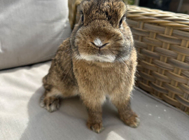 Lovely handsome 8 month old Netherlands dwarf.