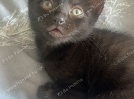 Black little girl