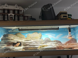 10 month old female bearded dragon