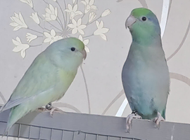 Parrotlet pair