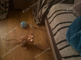 Last little male Canadian Sphynx kitten &pound;400